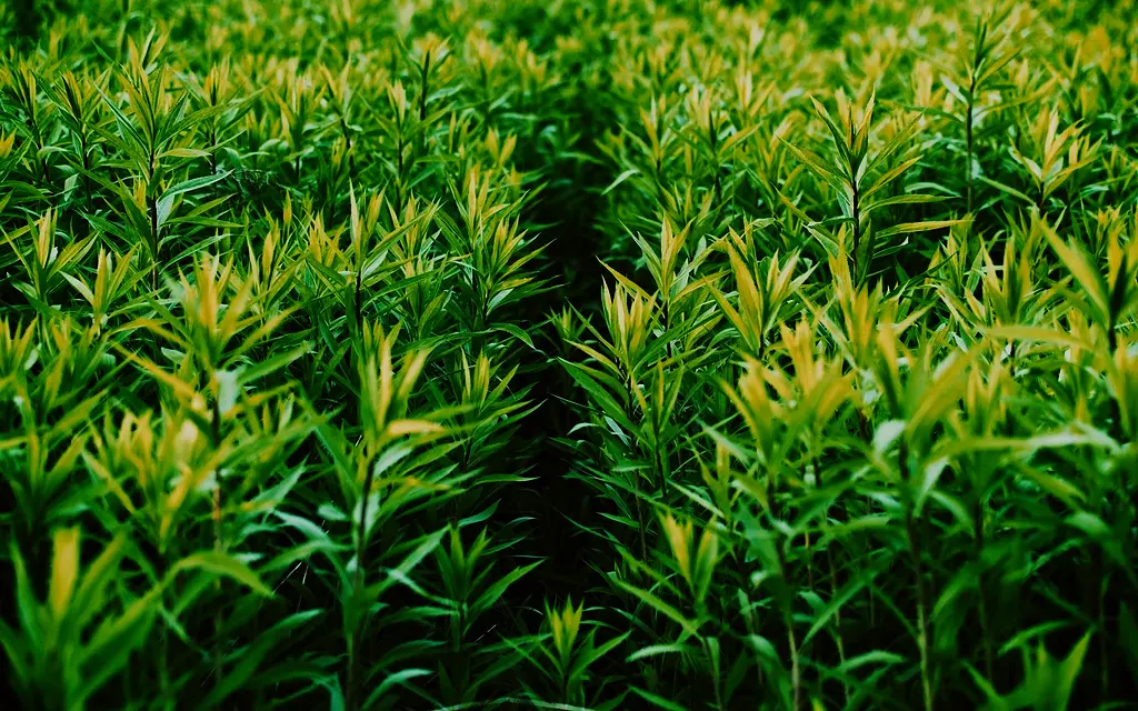 Filari di canapa in pieno campo
