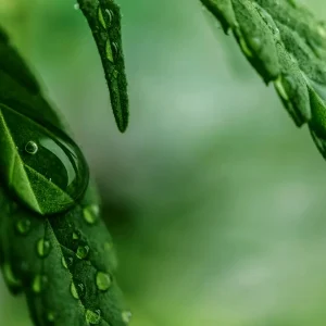 Macro di foglia di canapa con rugiada