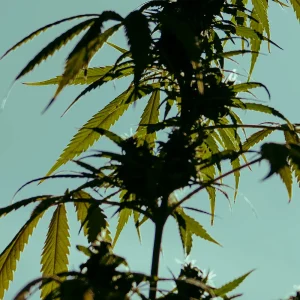 Infiorescenza di canapa CBD